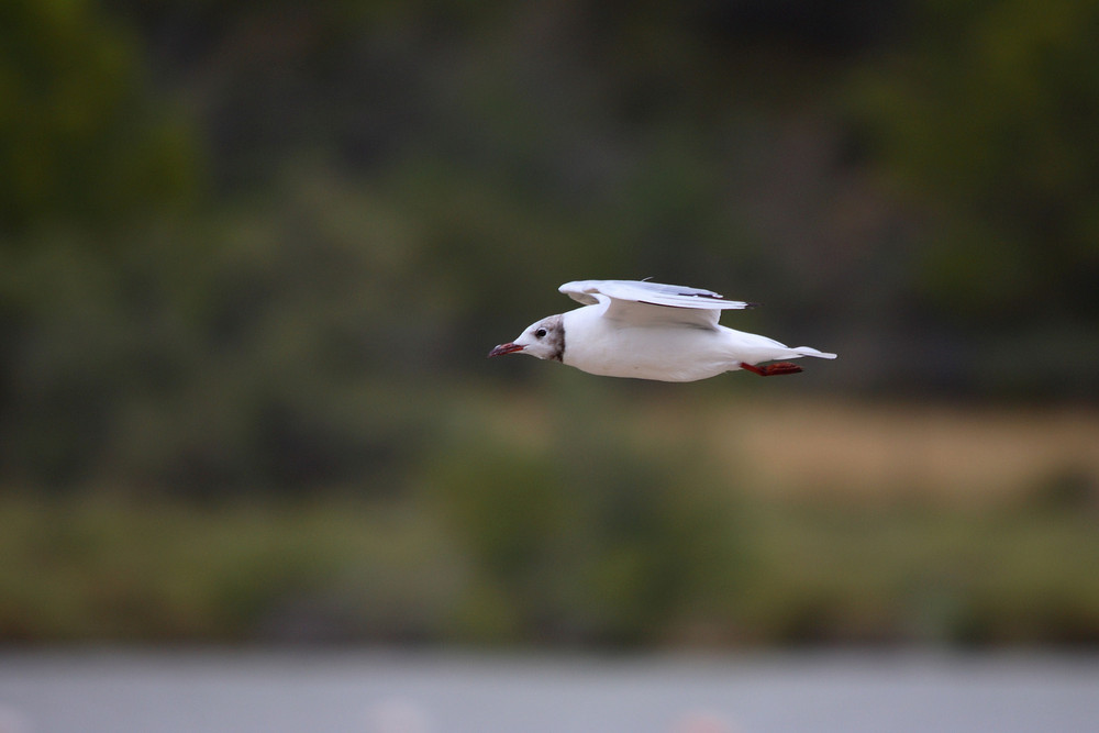 petite mouette 3