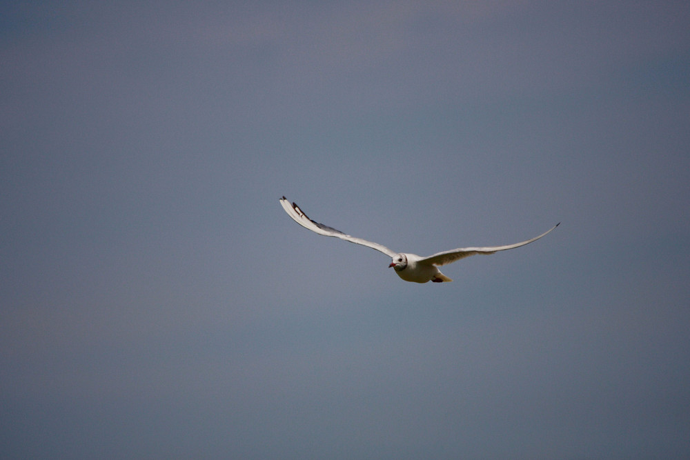 petite mouette