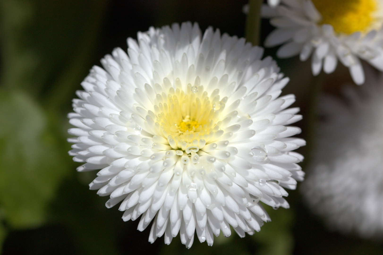 petite paquerette du jardin