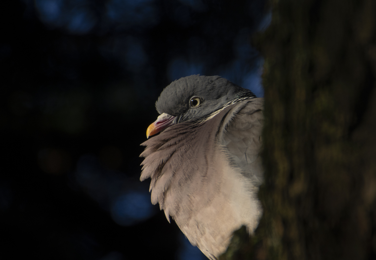 Petite pause au couchant (Columba livia, pigeon biset)