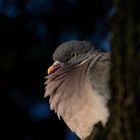 Petite pause au couchant (Columba livia, pigeon biset)