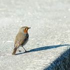 petite pause au soleil 