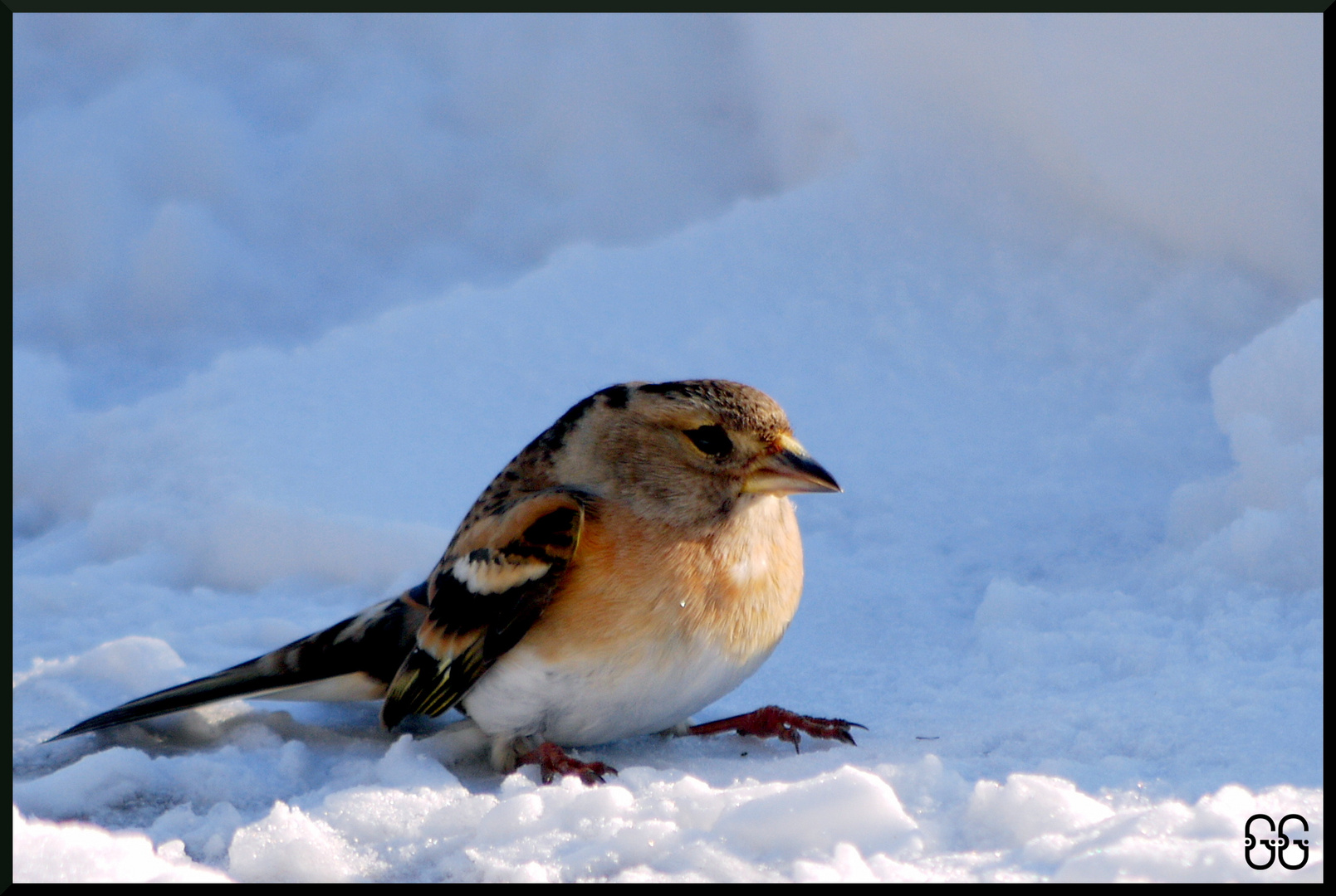 petite pause dans la neige.......