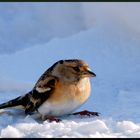 petite pause dans la neige.......