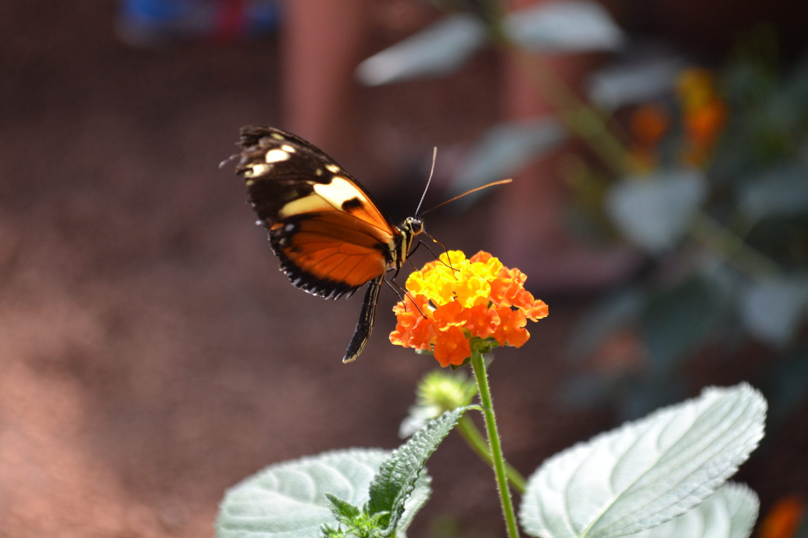 Petite pause sur la fleur