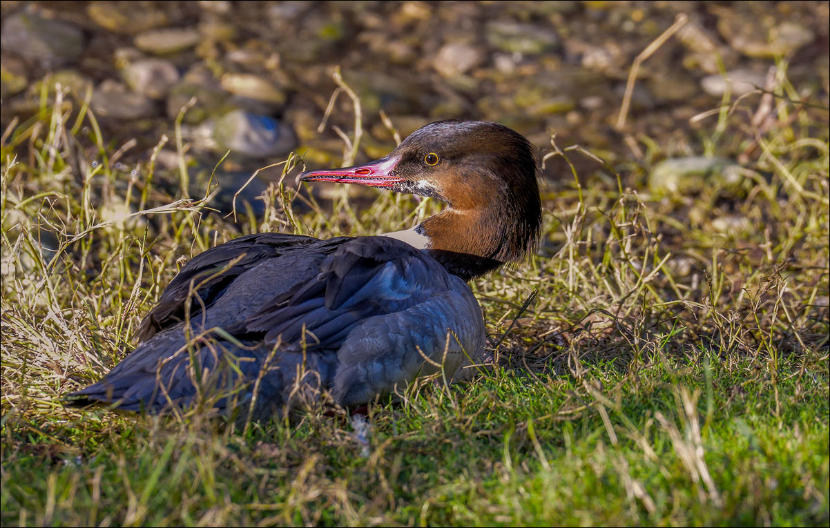 Petite pause sur l'herbe