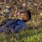 Petite pause sur l'herbe