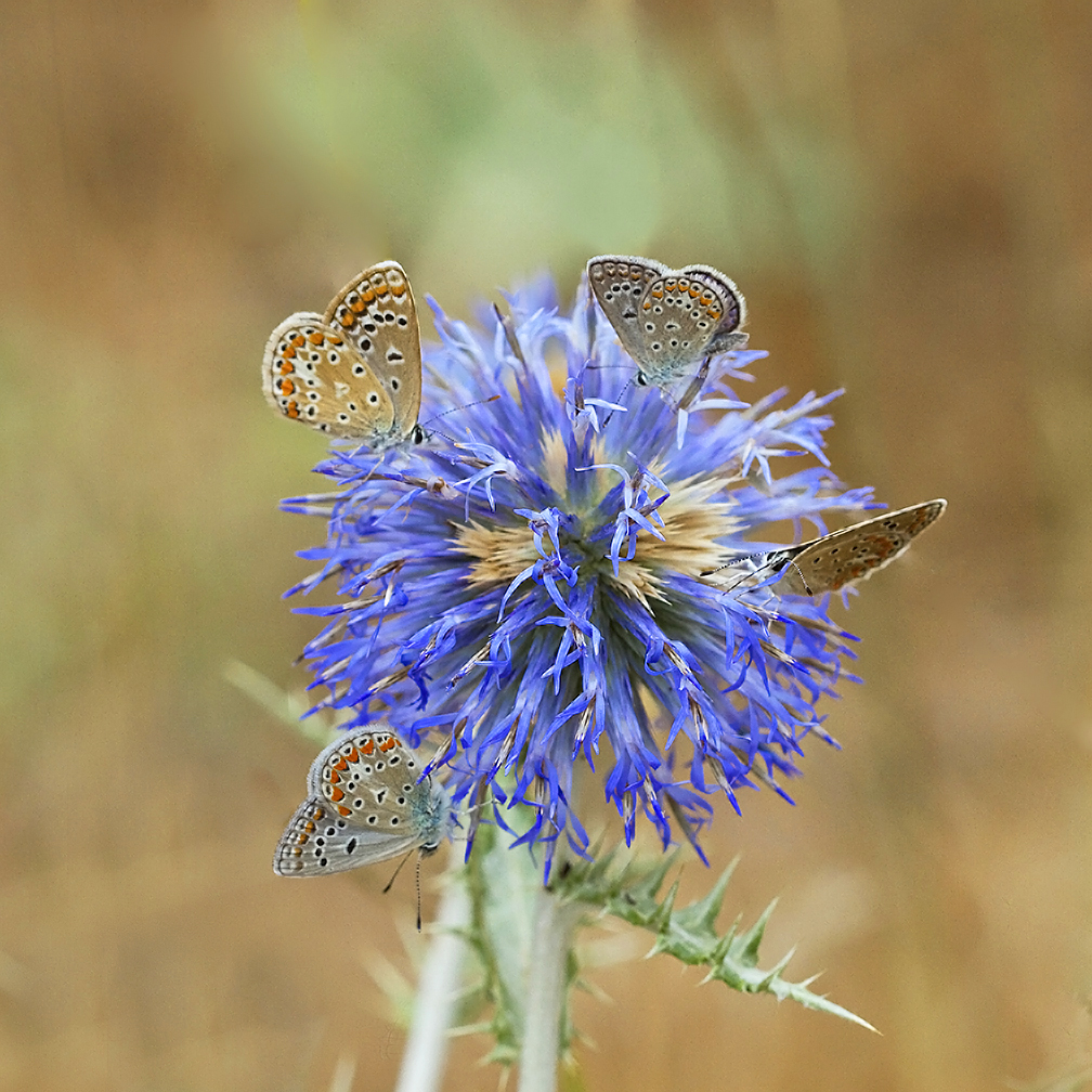 Petite planète bleue 