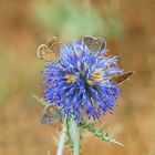 Petite planète bleue 