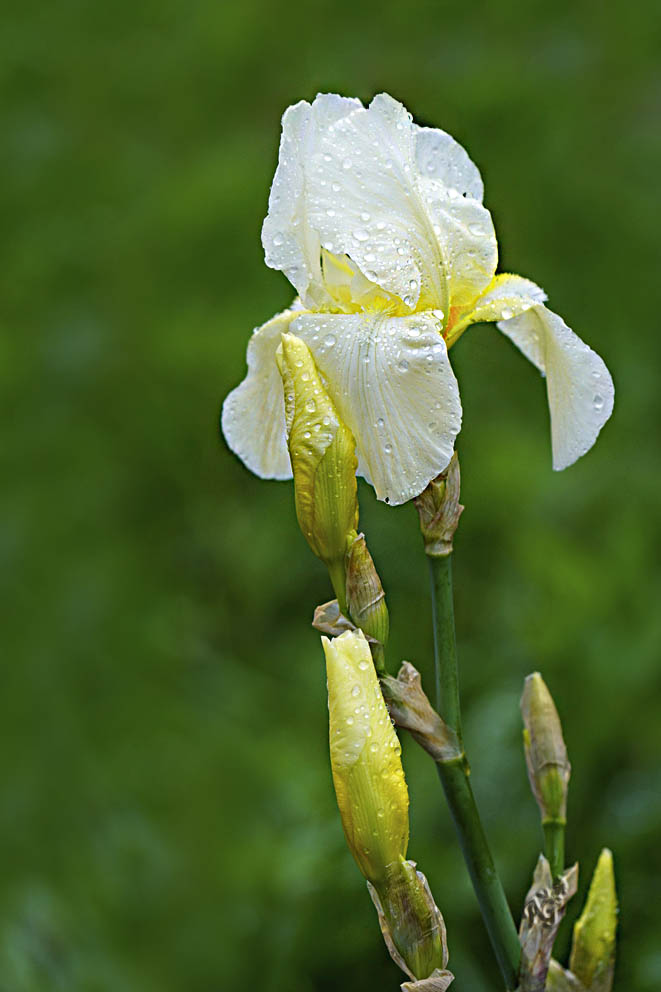 Petite pluie du matin....