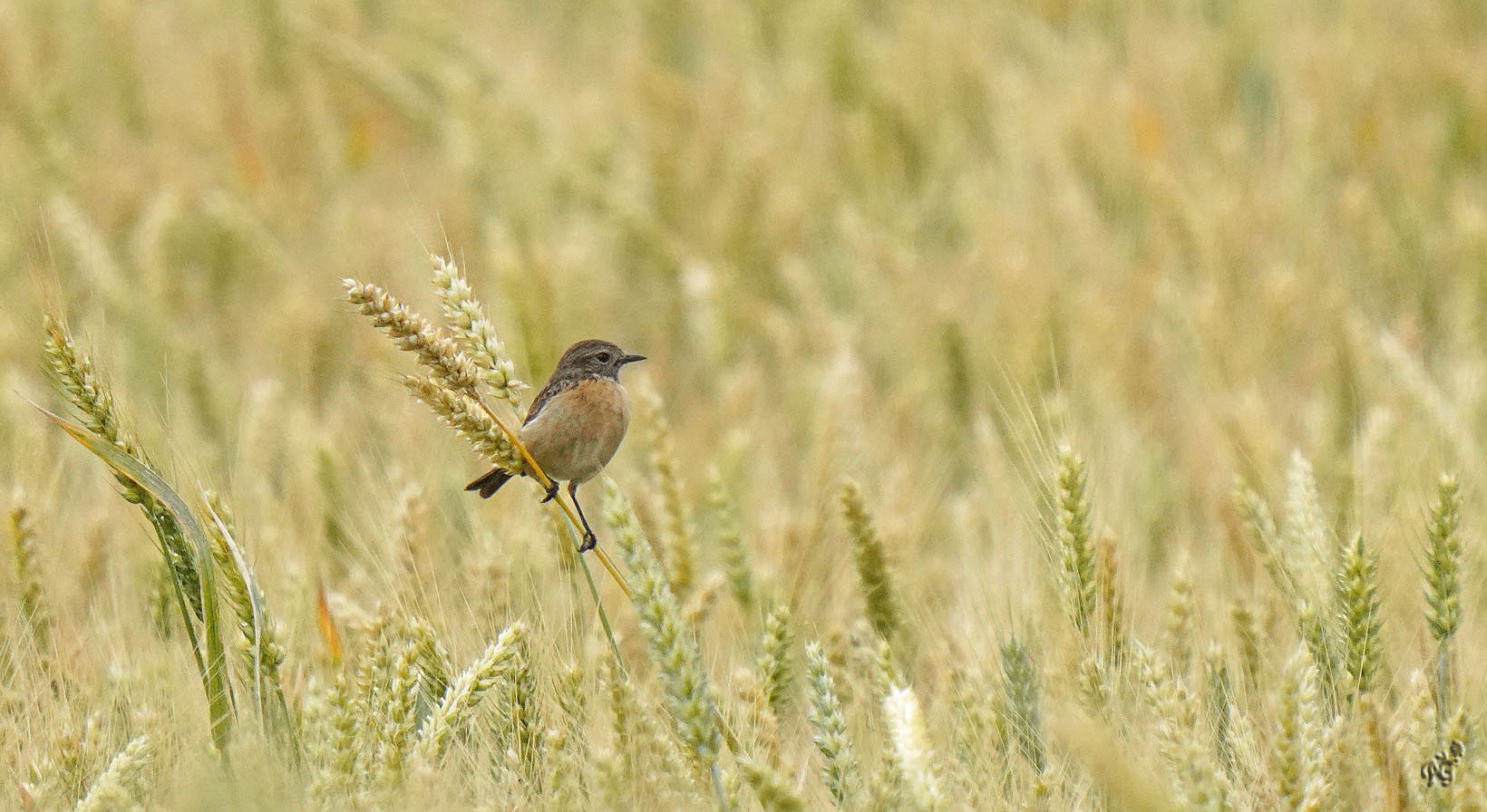 Petite plume... dans le champs de blé