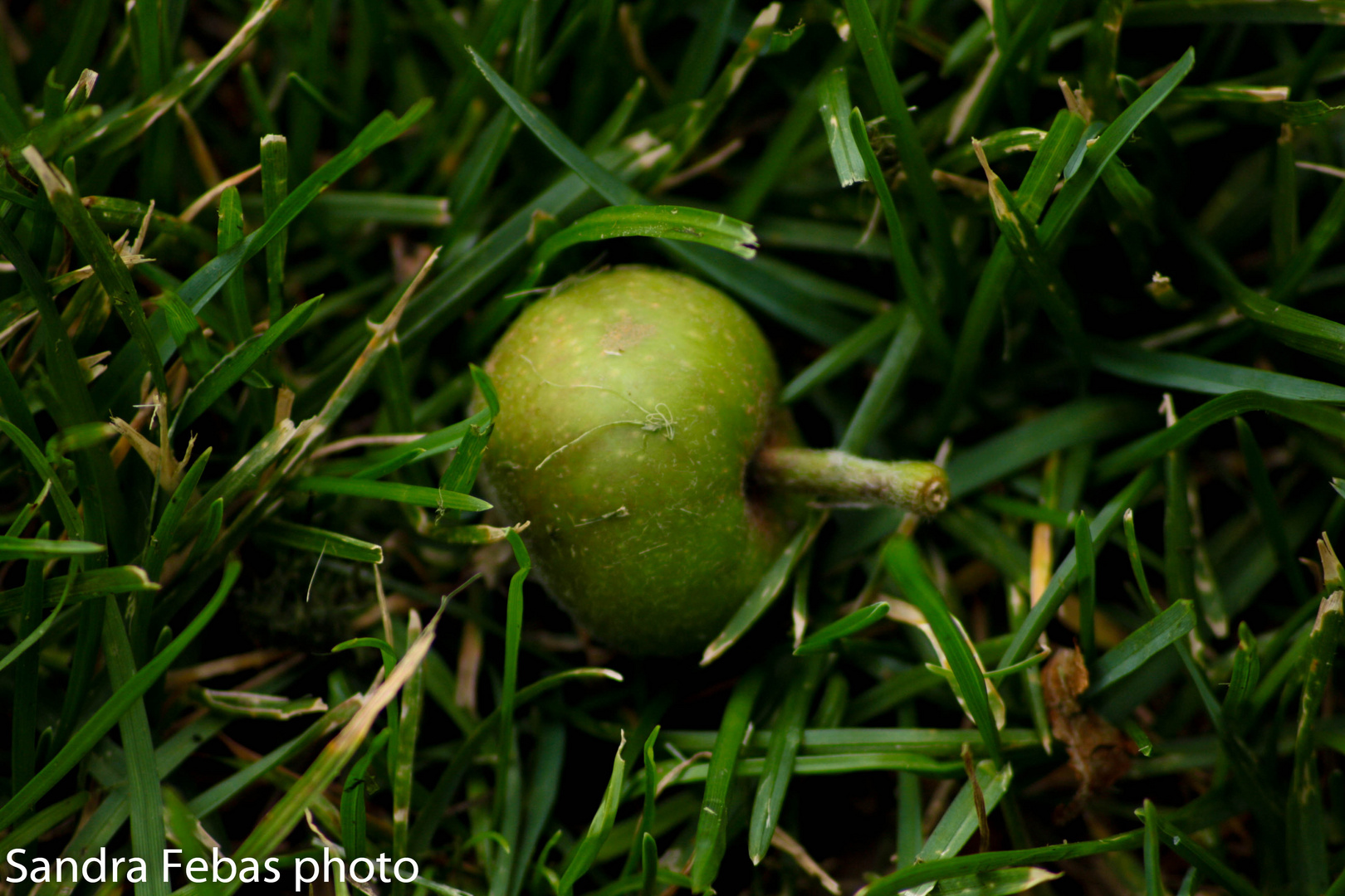 petite pomme verte