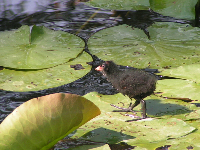 petite poule d'eau "marchant" sur l'eau