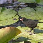 petite poule d'eau "marchant" sur l'eau