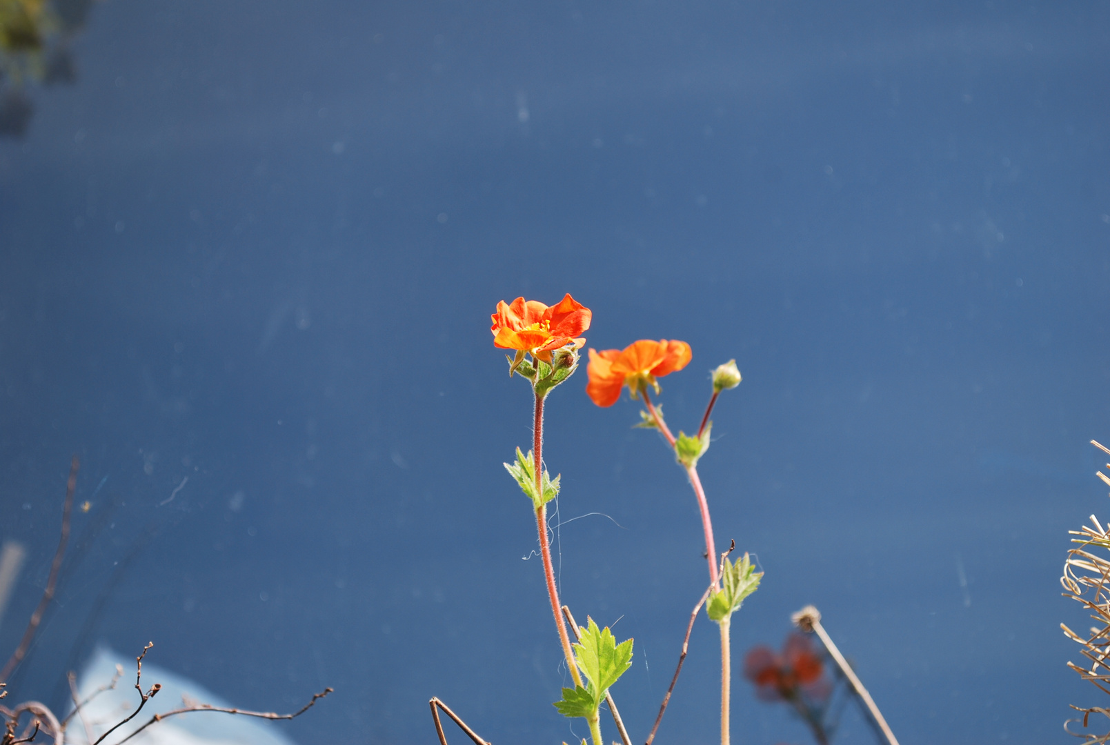 petite pousse de fleurs