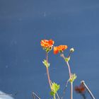 petite pousse de fleurs