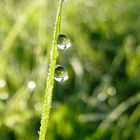 petite pousse, droite contre vents et rosées