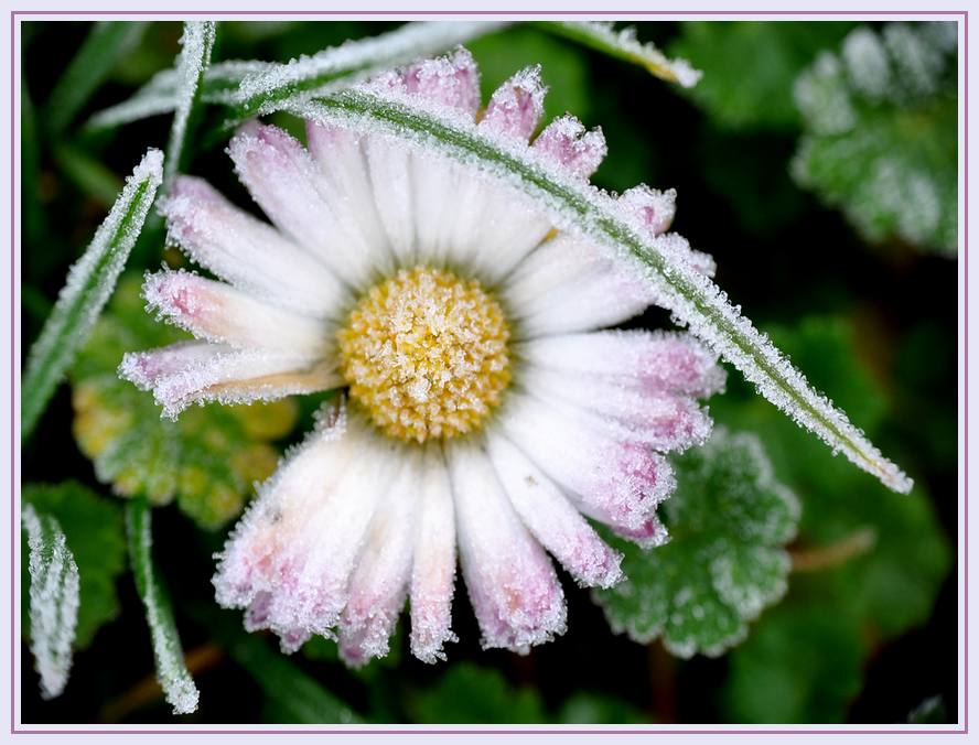 Petite pâquerette en robe de givre