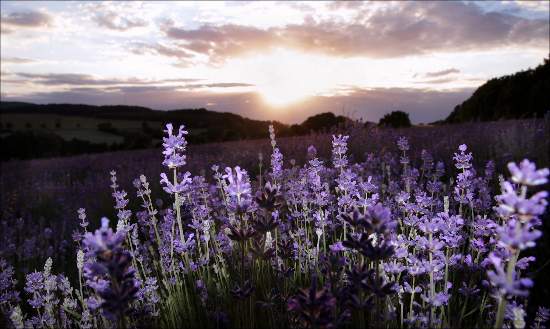 - petite provence - 