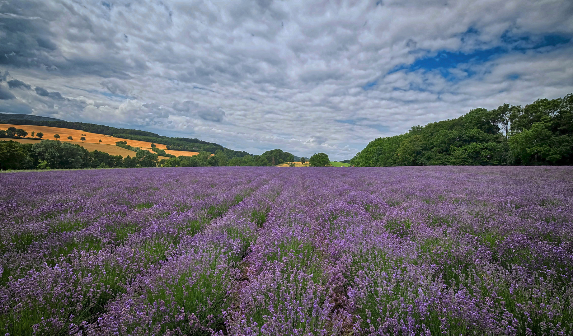 Petite Provence