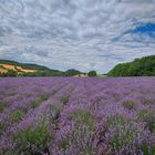 Petite Provence