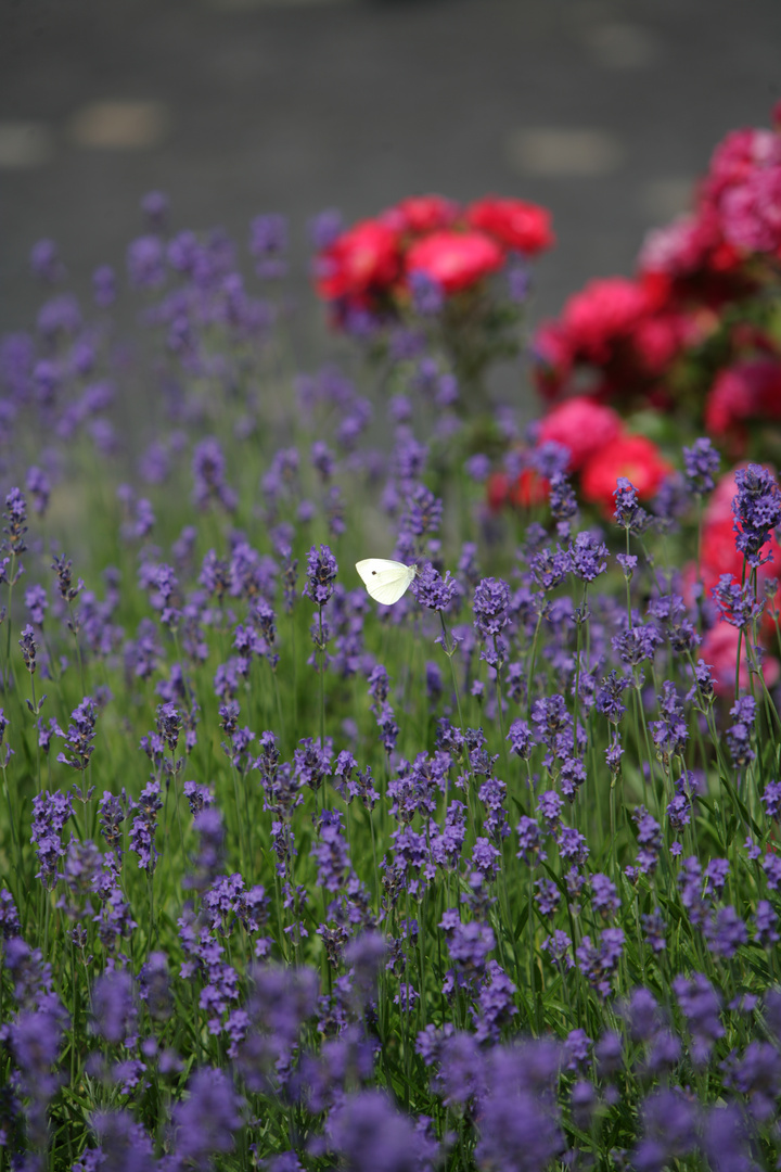 petite provence