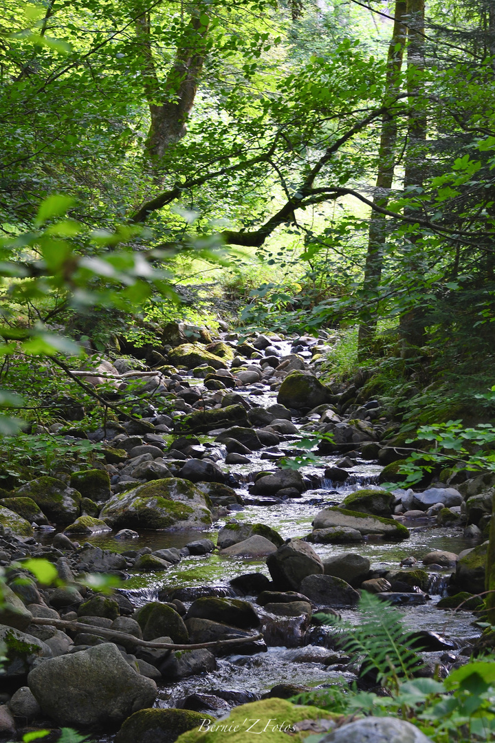 Petite rivière de montagne