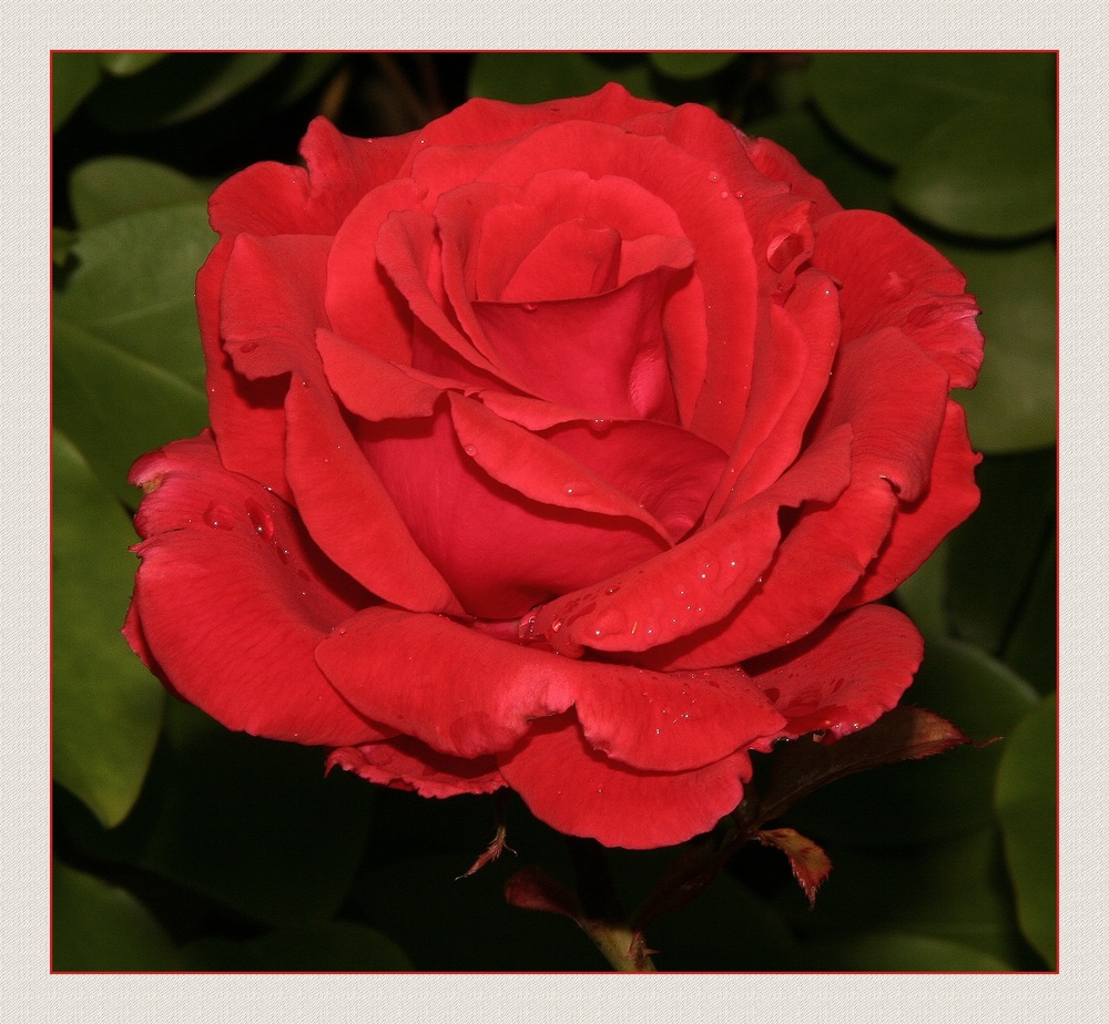 " Petite rose après la douche "