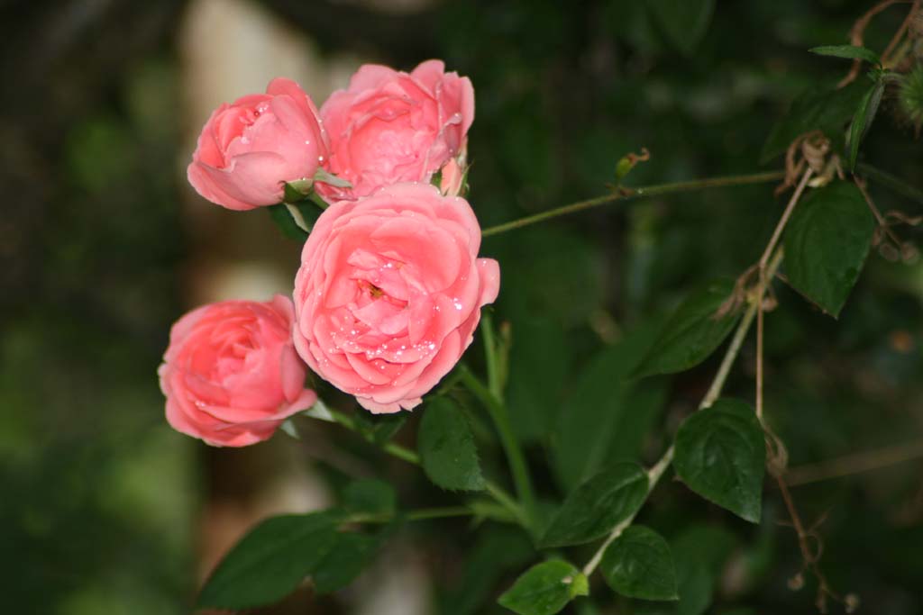 petite rose au petit matin