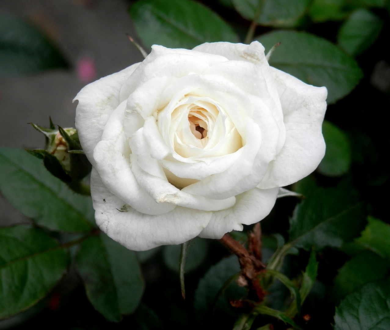 Petite rose blanche (2)