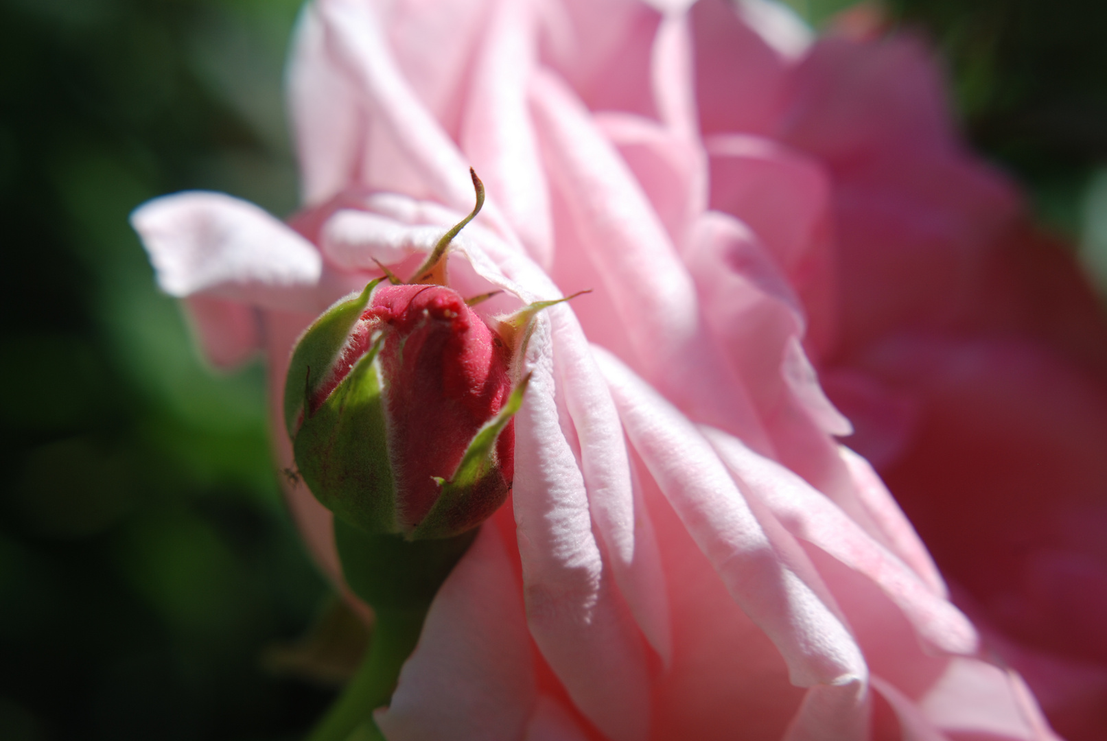 petite rose deviendra grande