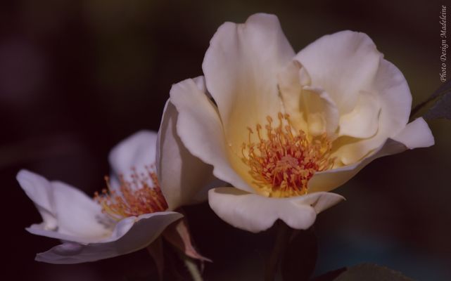 Petite rose églantine, en juin