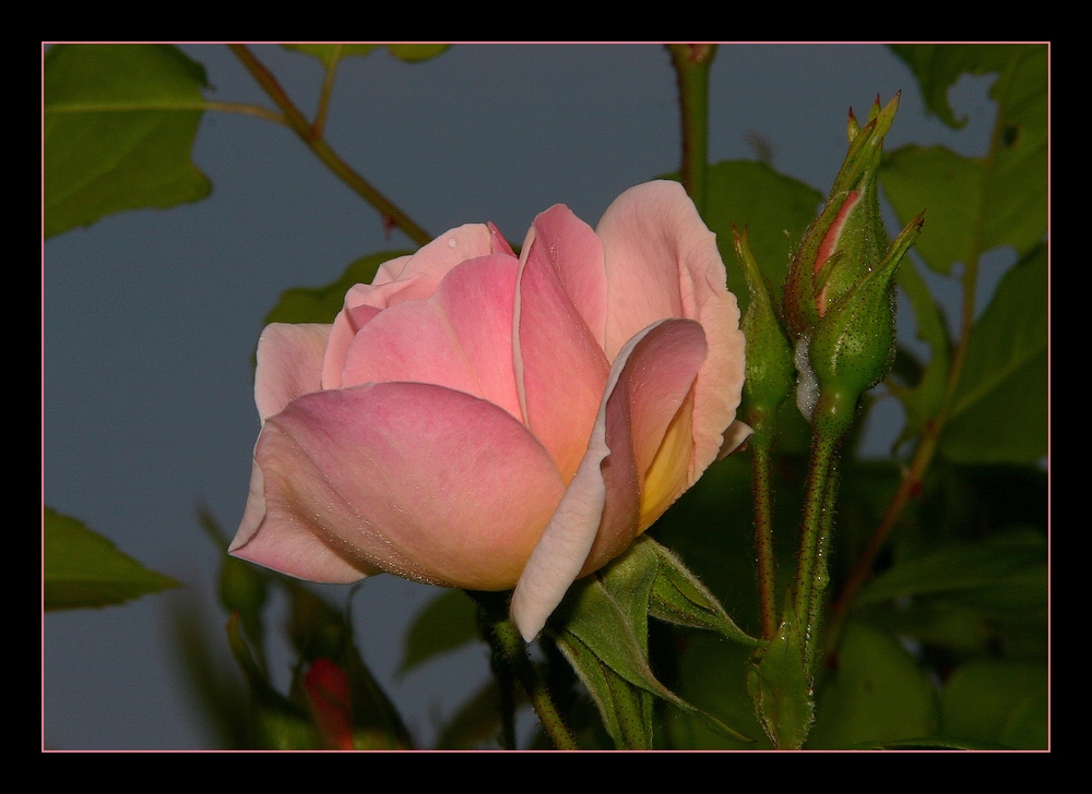 " Petite rose sur fond de ciel de pluie "