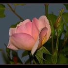 " Petite rose sur fond de ciel de pluie "