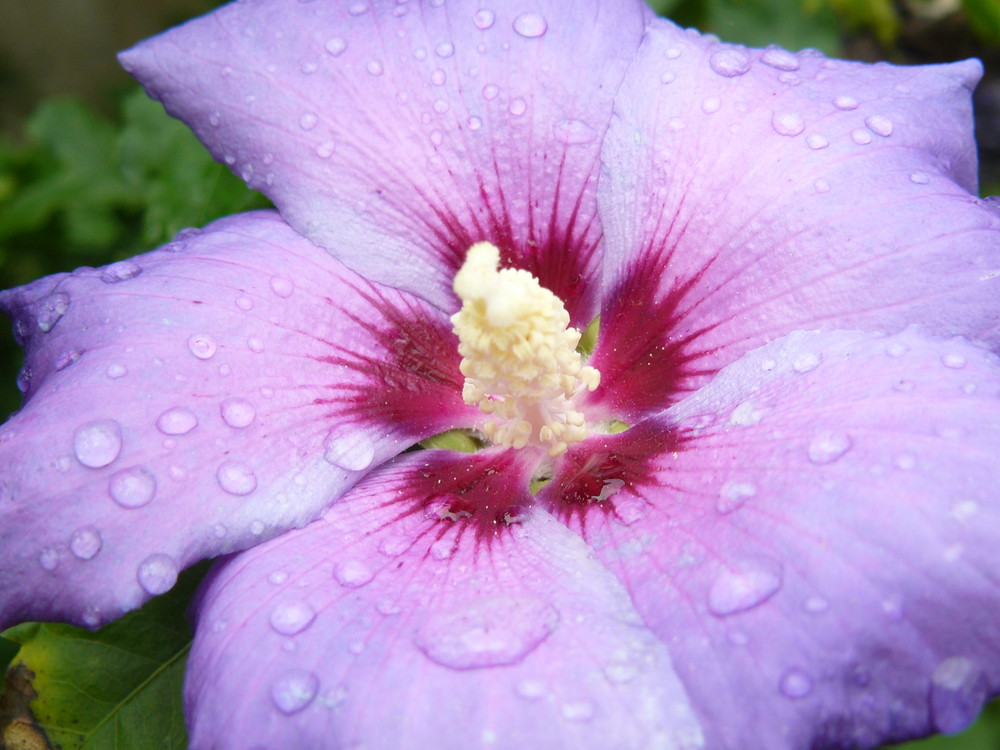 petite rosée matinale