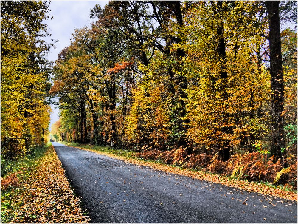 Petite route automnale dans la Vienne