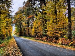 Petite route automnale dans la Vienne