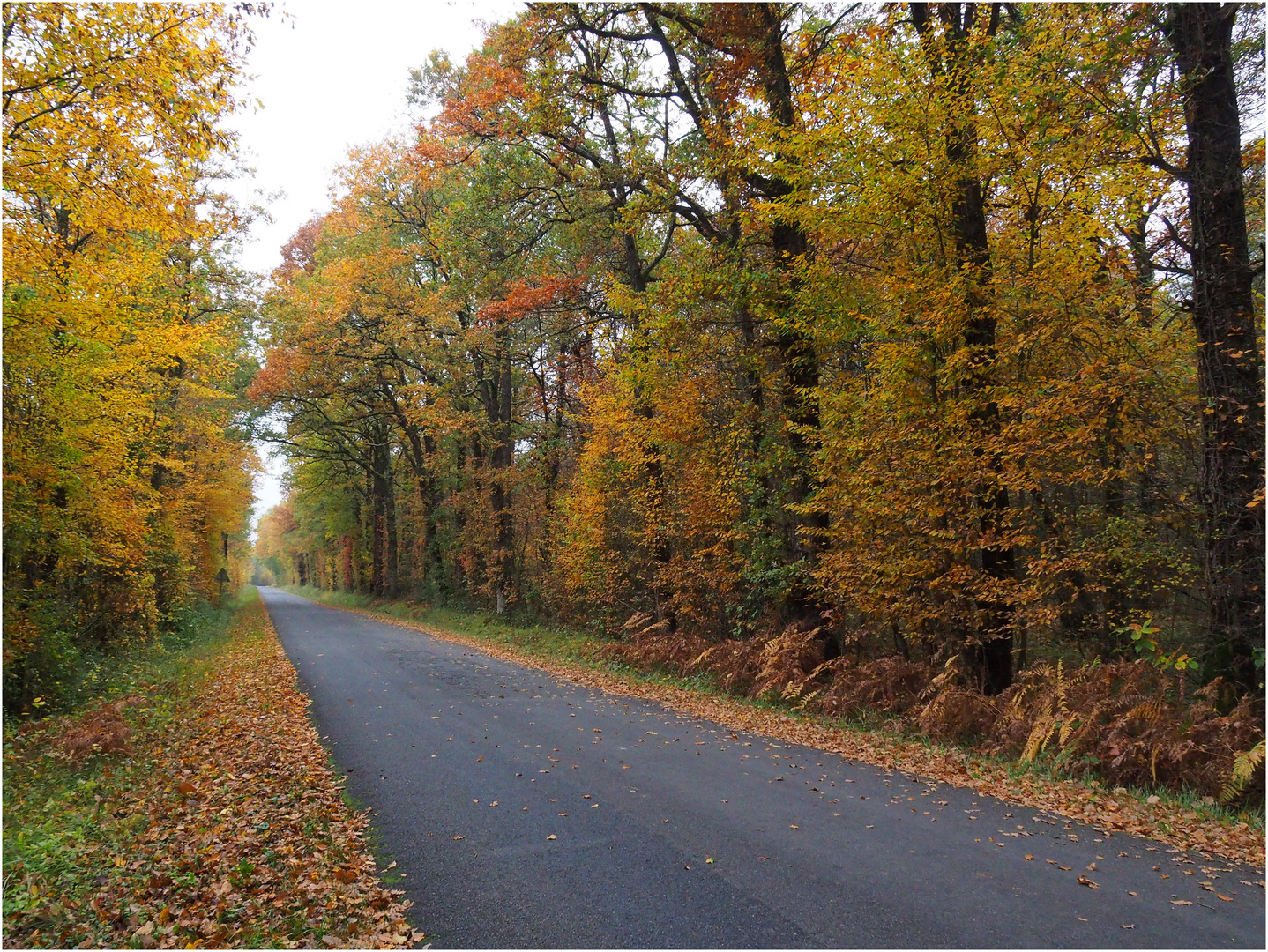 Petite route automnale dans la Vienne