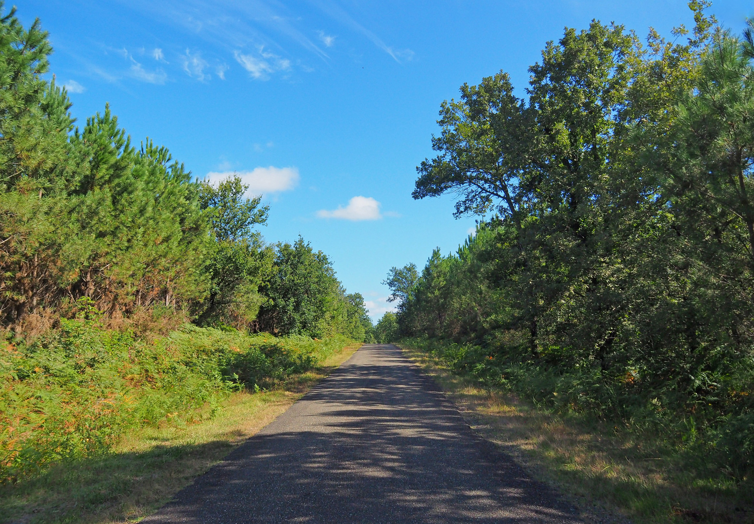 Petite route dans la forêt des Landes