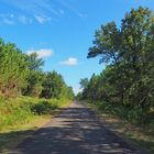 Petite route dans la forêt des Landes