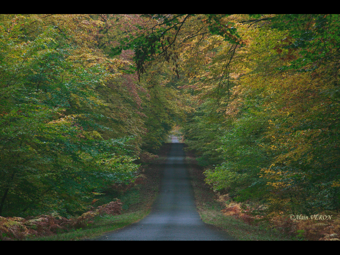 petite route d'automne