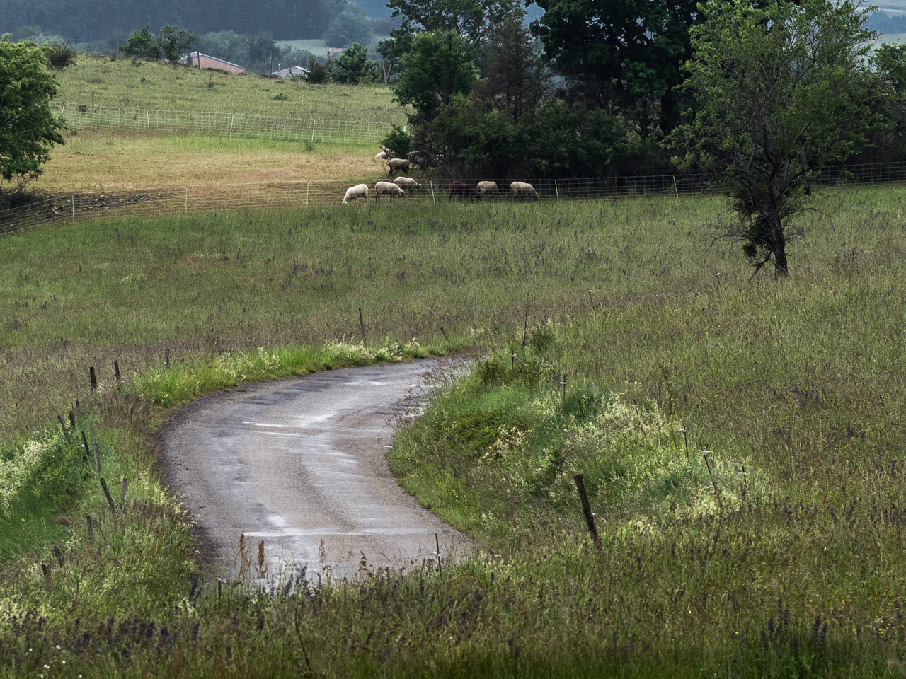 petite route de campagne après la pluie