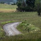 petite route de campagne après la pluie