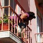 Petite rue de l'Alfama