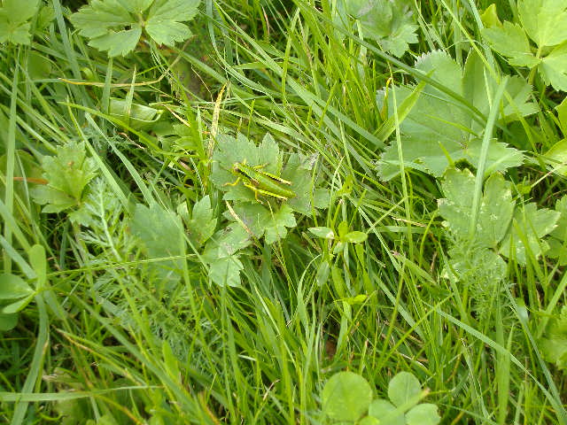 Petite sauterelle se confondant avec l'herbe