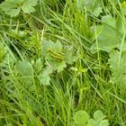 Petite sauterelle se confondant avec l'herbe