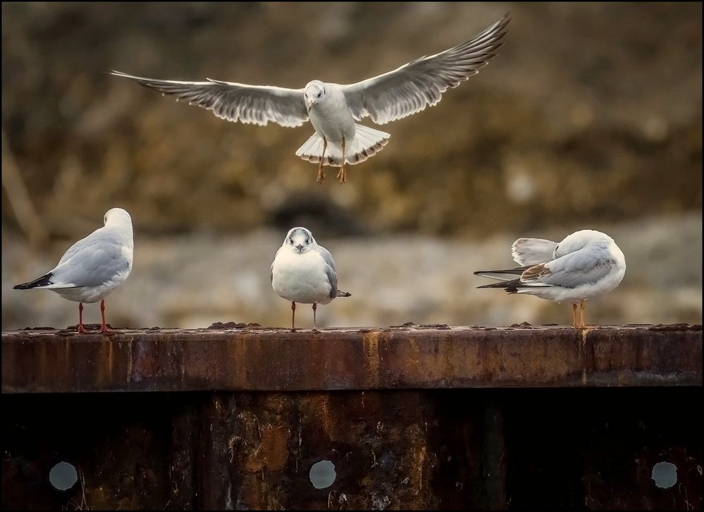 Petite scène de bord de mer