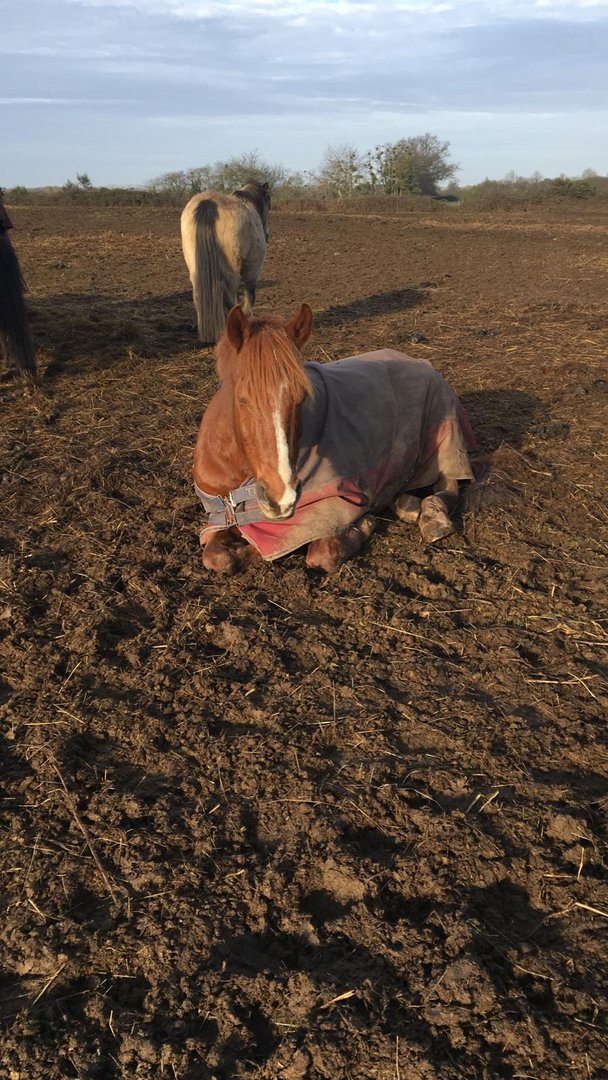 Petite sieste dans le pré