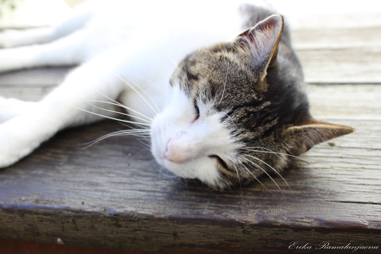 Petite sieste sur la table