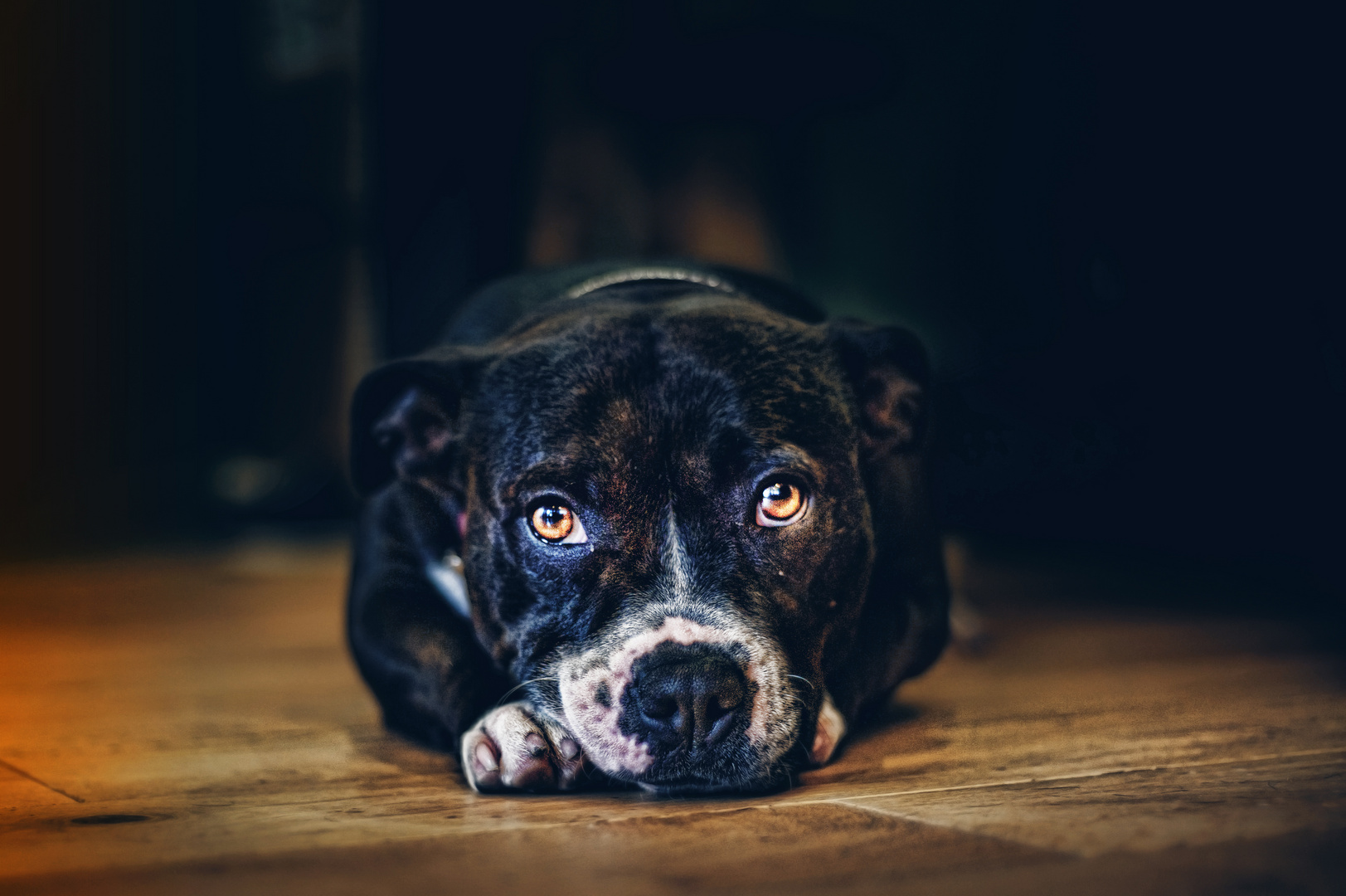 Petite Staffordshire Bull Terrier